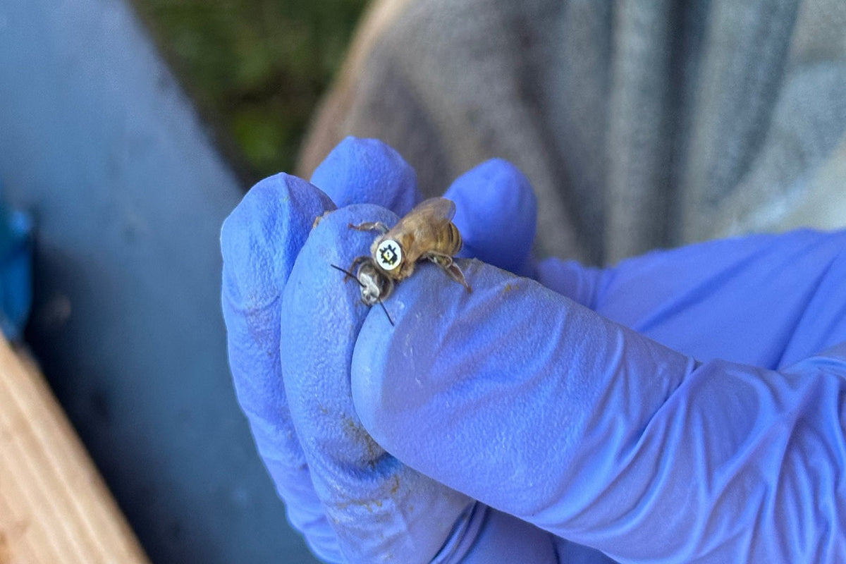 How QR Codes Are Revolutionizing Honeybee Tracking and Conservation ...
