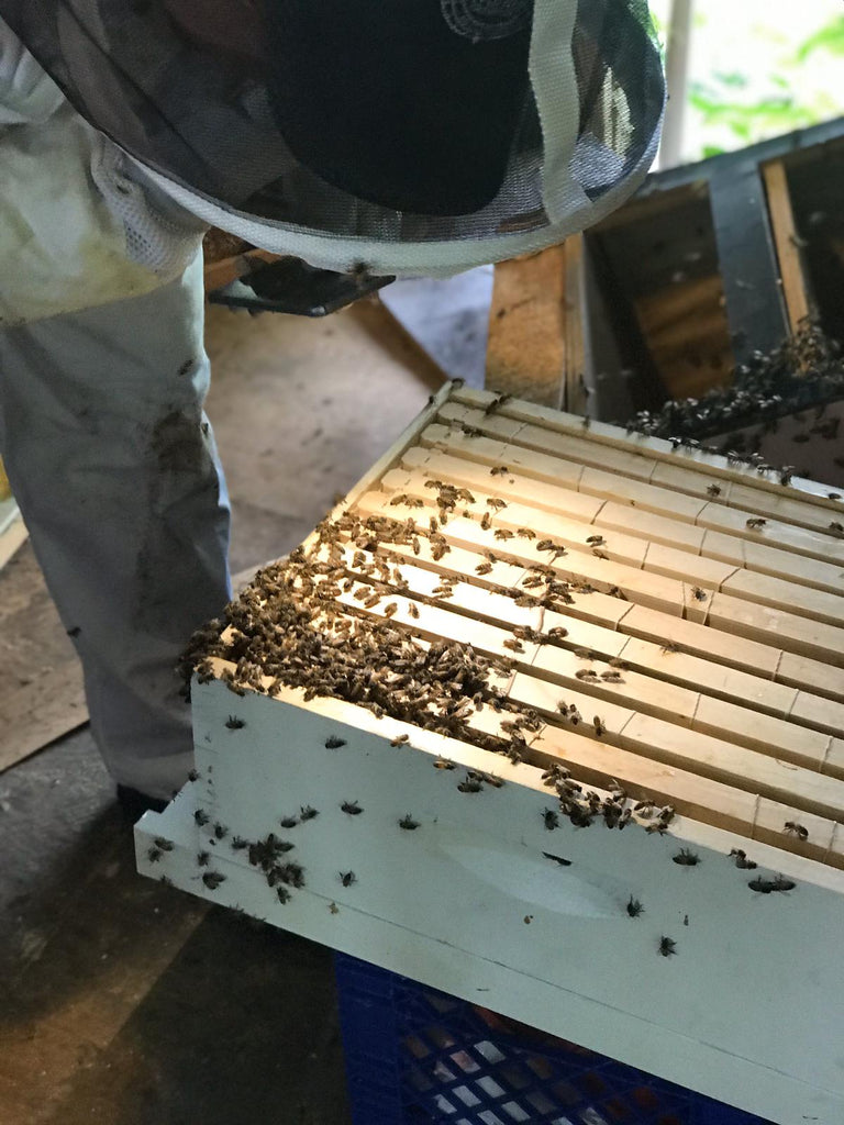 The Casa Montessori Bee Rescue
