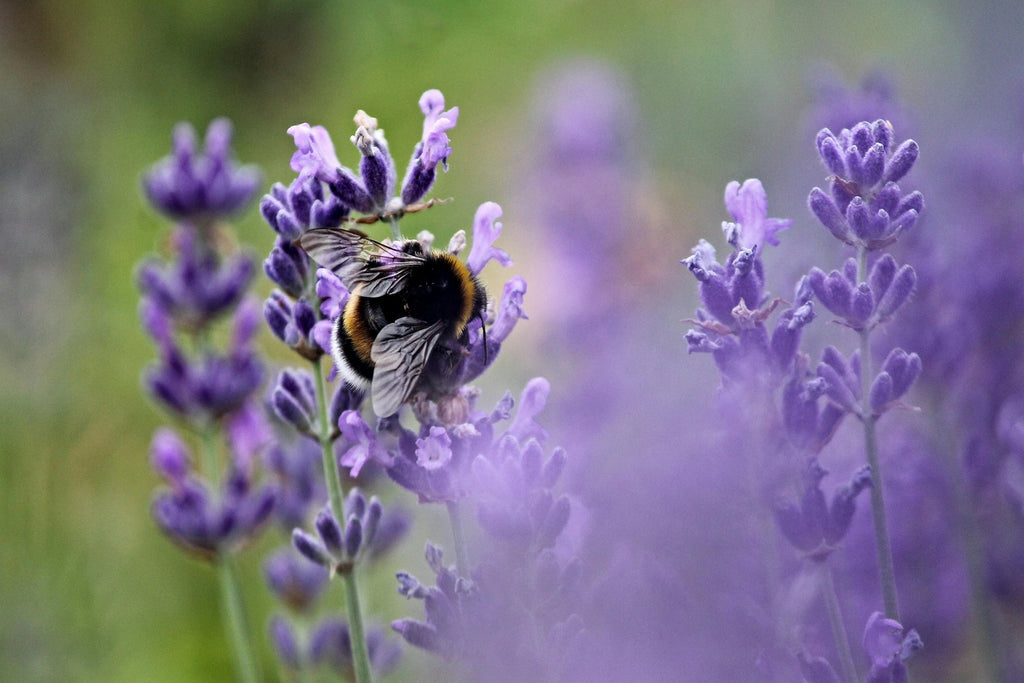 Do Stressed Bees Experience Human-Like Emotions?