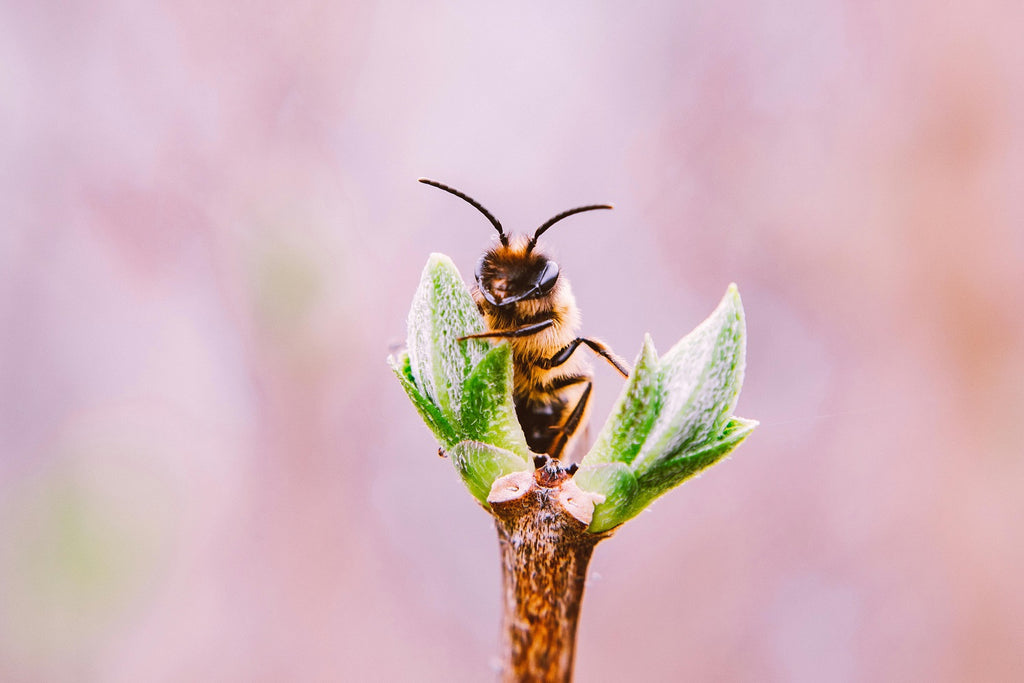 bee behavior