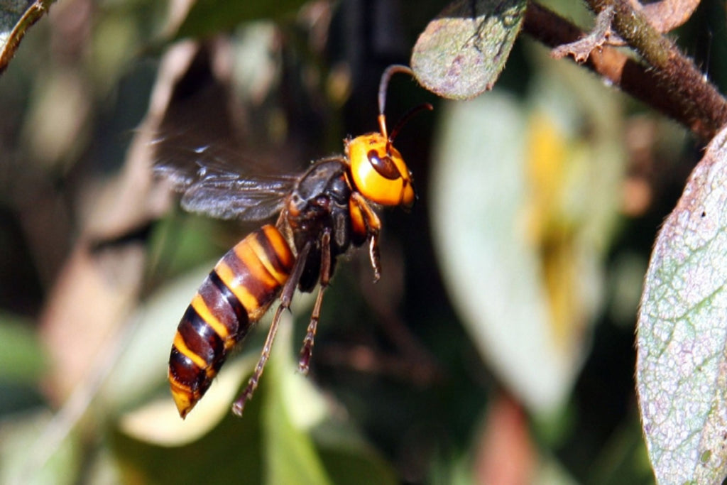 Nature's Astonishing Defense Against Asian Hornets