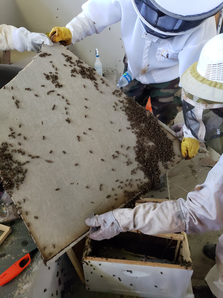 Karma Honey Project - Pedro Orellano School Bee Rescue