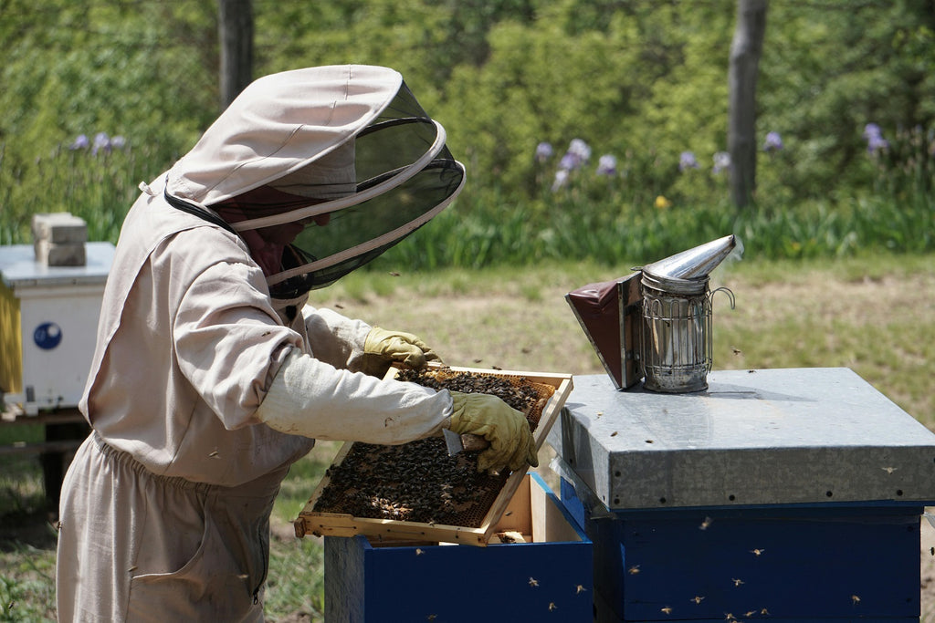 Guide to Starting Beekeeping as a Hobby