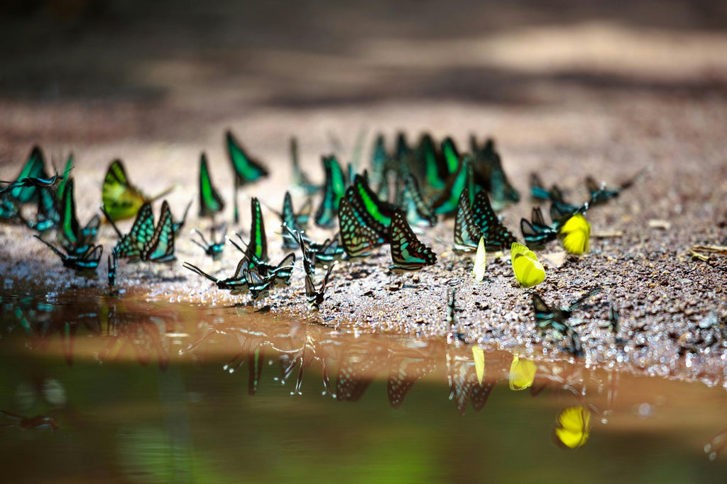 The Secret Life of Butterflies