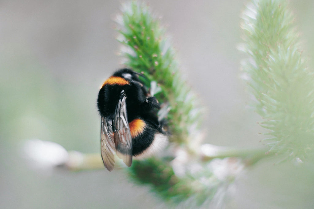 Where Do Bees Go in Winter? How Insects Survive the Cold