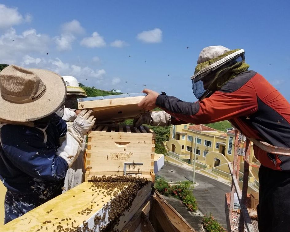 Rio Grande Crazy Bee Removal