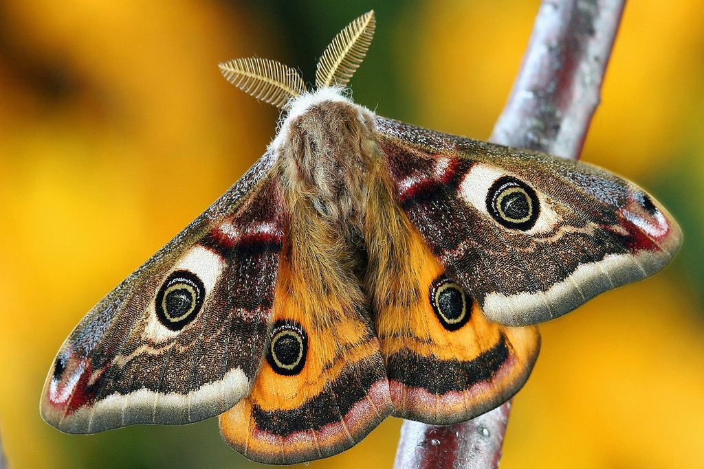 are moths pollinators