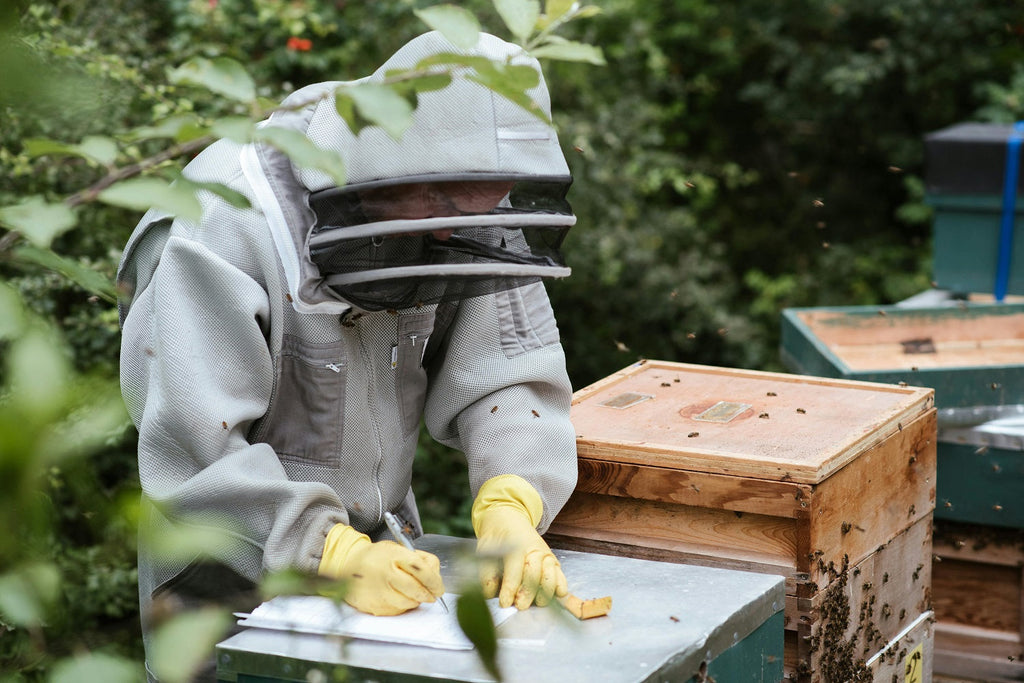 commercial beekeeping honeybee losses