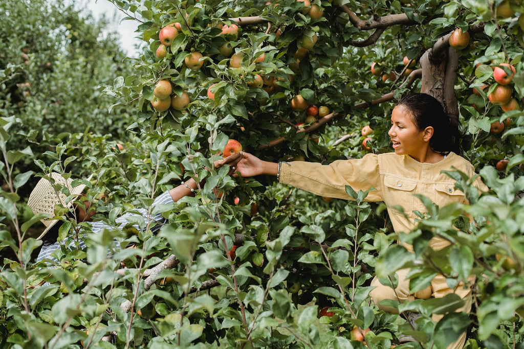 what crops do bees pollinate