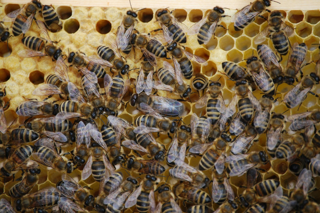 What Makes the Queen Bee Different?